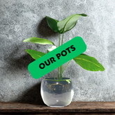 POTS