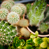 Cacti