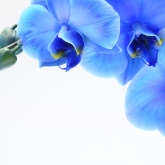 Orchids