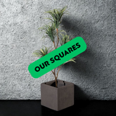 Square Planters