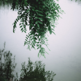 Hanging Plant
