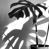 Potted Plants